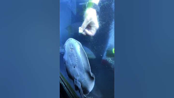 Hand Feeding Monster Stingrays