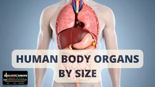 Human Body Organs By Size