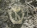 Коп по войне.Не тронутые позиции Вермахта.WW2 METAL DETECTING.