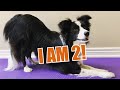 Border Collie Experience - After Two Years の動画、YouTube動画。