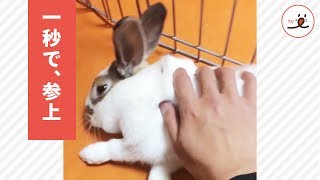 撫でられに来ましたよ！ダッシュ1秒ですぐなでなで＆うっとりなウサギさん😊