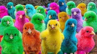 World Cute Chickens, Colorful Chickens, Rainbows Chickens, Cute Ducks, Cat, Rabbit,Cute Animals 🐤🦆🥚🐟