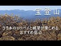 【宝登山】山頂に広がるロウバイと関東一品種の多い梅園は必見!長瀞アルプスコースでの低山登山とあわせて、長瀞観光を満喫しよう(ヤマスタ)