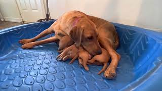 Red Labrador Puppies. Ruby our red Fox lab had a litter of 6