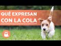 Qué expresan los perros con la cola