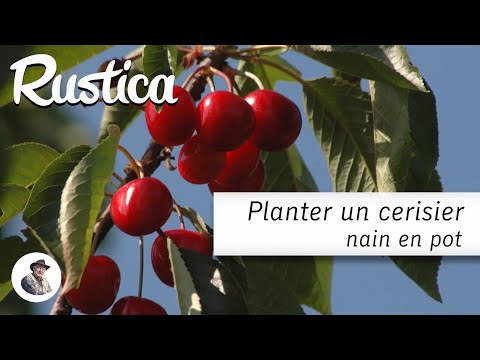Vidéo: Arbres fruitiers Romeo Cherry - Comment faire pousser des cerises Romeo