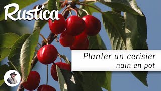 Planter un cerisier nain en pot