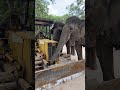 Chi Mean watch over it again and again 😍🐘❤️ #elephant #keffamily #babyelephant #kef #chimean