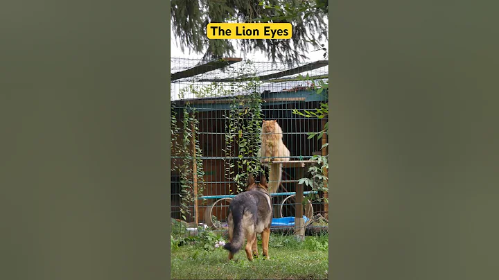 Video 10602501: lion maine coon, maine coon cat, eyed maine coon