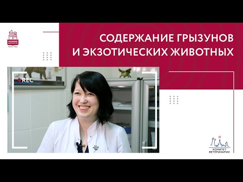 Видео: Мой питомец чихает и фыркает. В чем дело?