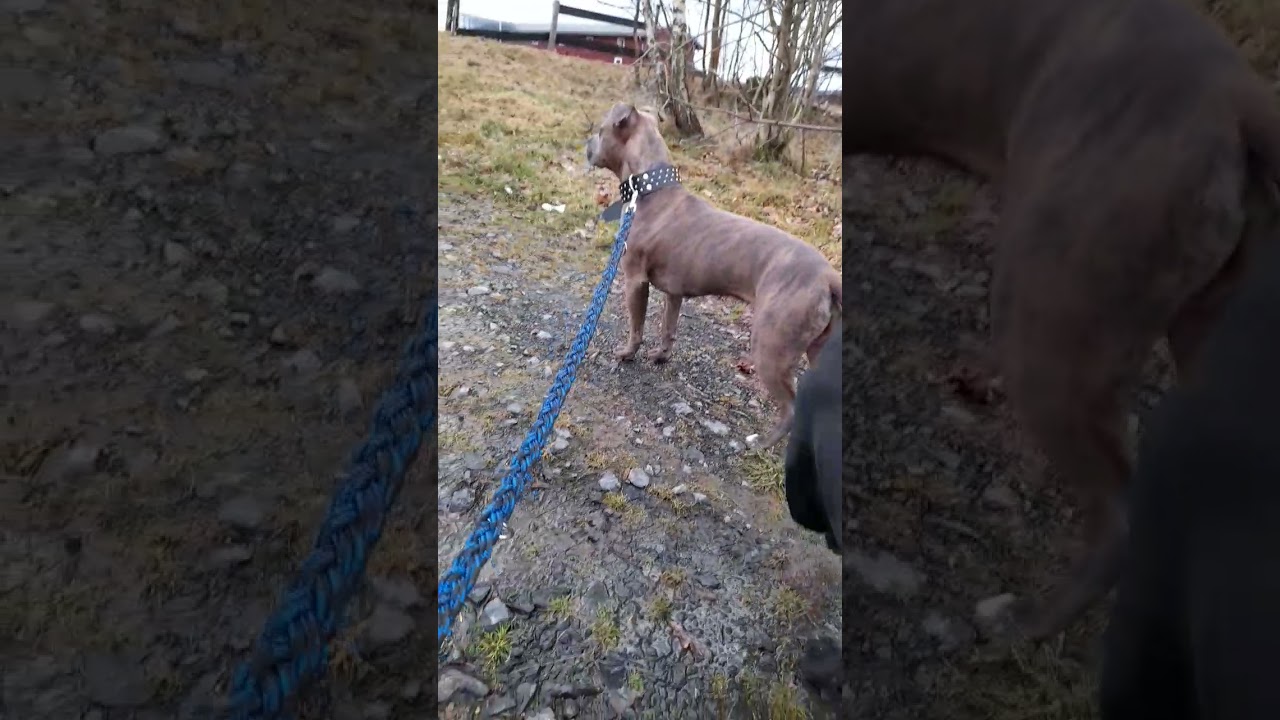 Puppy Cane Corso and Amstaff YouTube