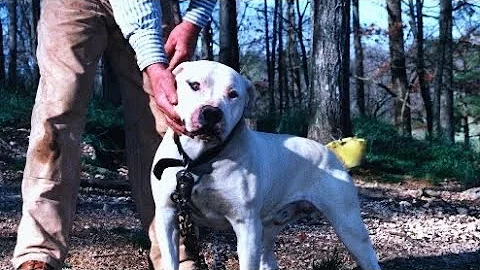 American Bulldog History: Standard/Performance/Scott Type