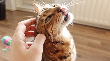 This is The First Time that Divine Reacts to Catnip 😹