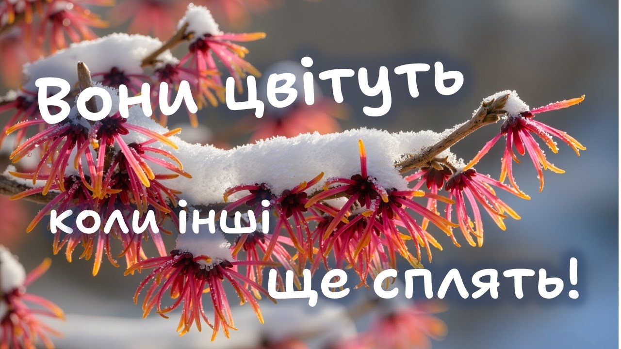 10 рослин що цвітуть раніше за всіх.