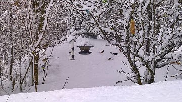 Some actually think it is springtime...