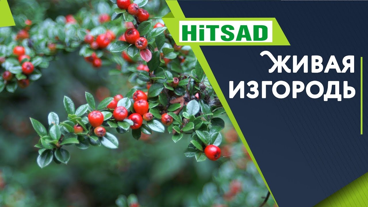 Кизильник 🌺 Живая Изгородь Для Дачи 🌺 Советы от Хитсад ТВ - YouTube