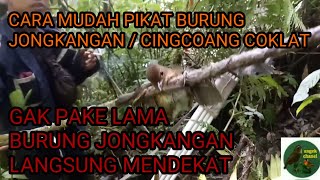 CARA MUDAH PIKAT BURUNG JONGKANGAN / CINGCOANG COKLAT