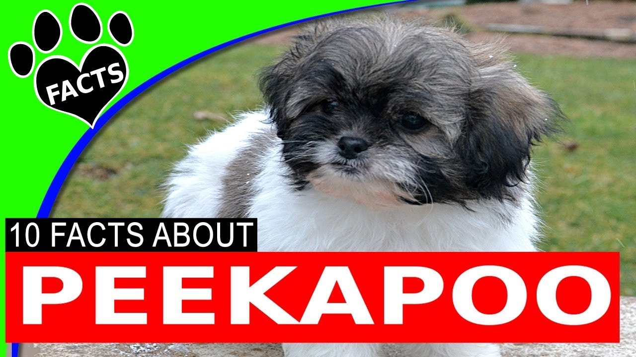 Designer Dogs 101: Peekapoo Most Popular Doodle Dog Breeds Pekingese Poodle Mix  - Animal Facts