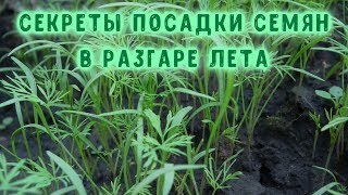 Петрушка и укроп на даче до заморозков. Секреты посадки семян в разгаре лета. Петрушка и укроп на даче до заморозков. Секреты посадки семян в разгаре лета.
