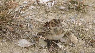 Lapland Longspur at Cambridge Bay, Nunavut