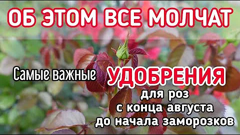 ЕСЛИ ХОТИТЕ, ЧТОБЫ #РОЗЫ ЗИМОВАЛИ БЕЗ УКРЫТИЯ - ВОТ ВАМ МОЙ #СЕКРЕТ.