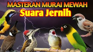 MASTERAN MURAI BATU FULL ISIAN PILIHAN LOMBA SUARA MATERI JERNIH MUDAH MASUK KE MURAI BAHAN muda
