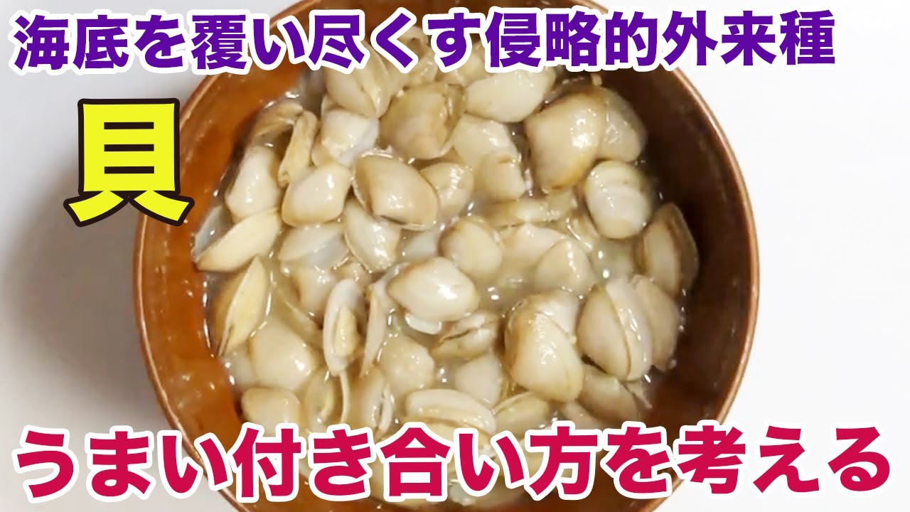 海底を覆い尽くす侵略的外来種の貝とのうまい付き合い方