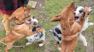 Puppies Have an Epic Play Fight in Slow Motion