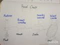 Diagram of food chain 