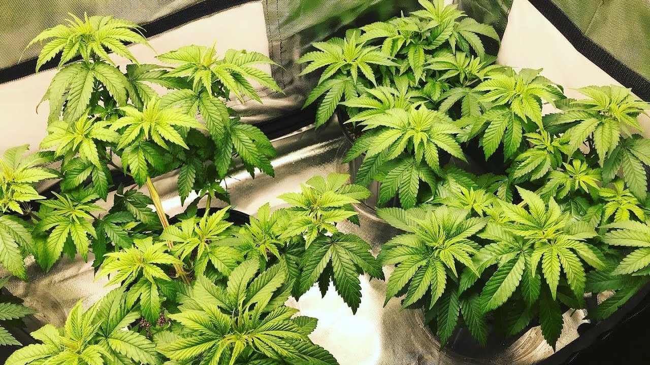 How to grow clones/The Grow Show 