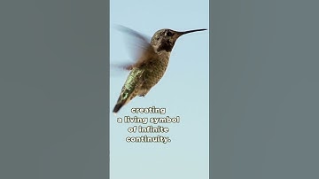 Hummingbird