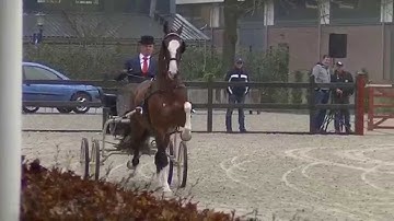 APPROVAL of 3 DHH stallions in The Netherlands