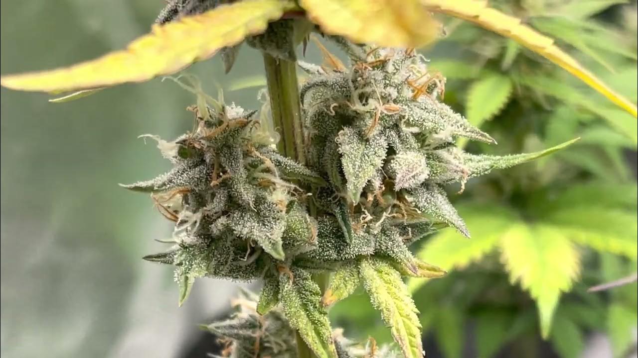 Ethos solo cup update, ethos end game the punchline update🔥🔥🔥 YouTube