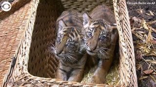 Tiger cub twins get first medical checkup at zoo in Germany