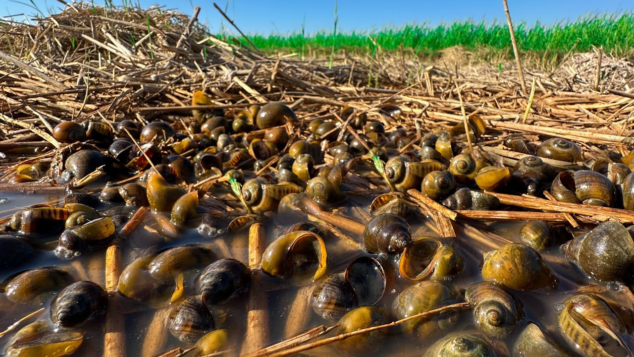 Top vedios fishing snails ! A fisherman catch a lot of snails at the special place