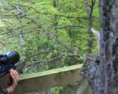 Roe buck stalking 4- Wiltshire, UK
