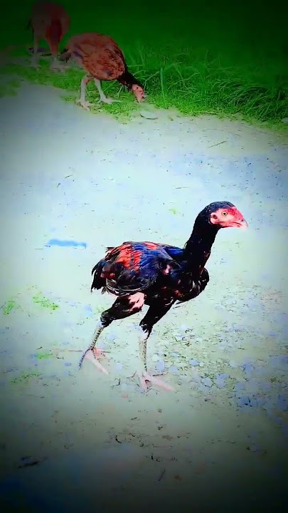 https://youtube.com/shorts/ippXu7_UccM?si=RpEU5Xi-rJbthaLP #music #aseelmurga