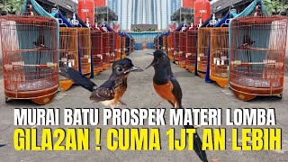 GILA GILAAN ! MURAI BATU PROSPEK MATERI LOMBA CUMA DI HARGAI 1JT AN LEBIH !