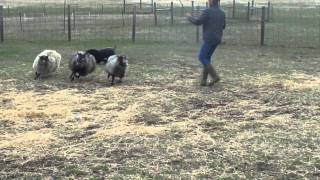 Kerry Blue Terrier  Sheep Herding