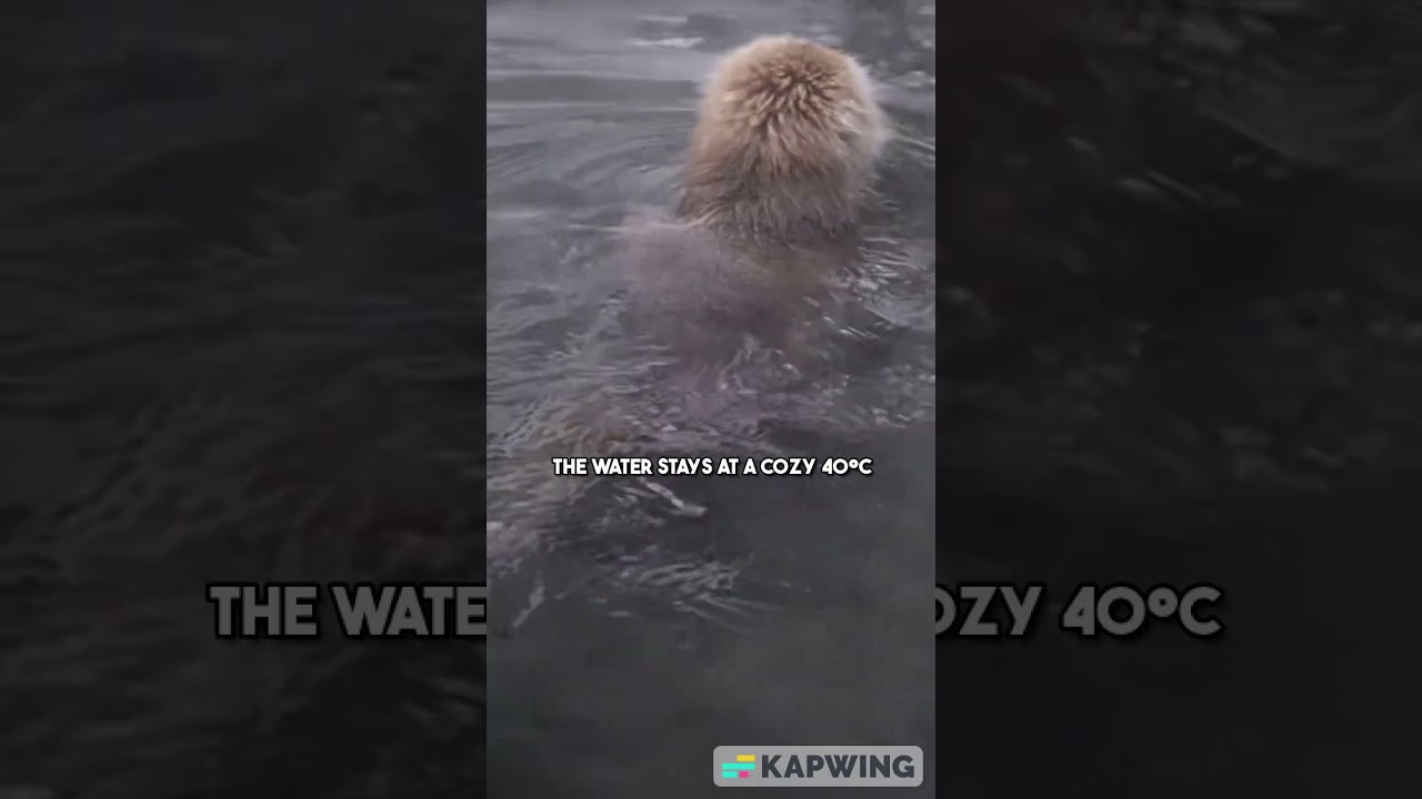 Snow Monkey Doing Water Spa, Japan 