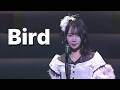 AKB48 - Bird