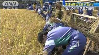 【震災】津波被害の水田で・・・小中学生が稲刈り（11/10/07）