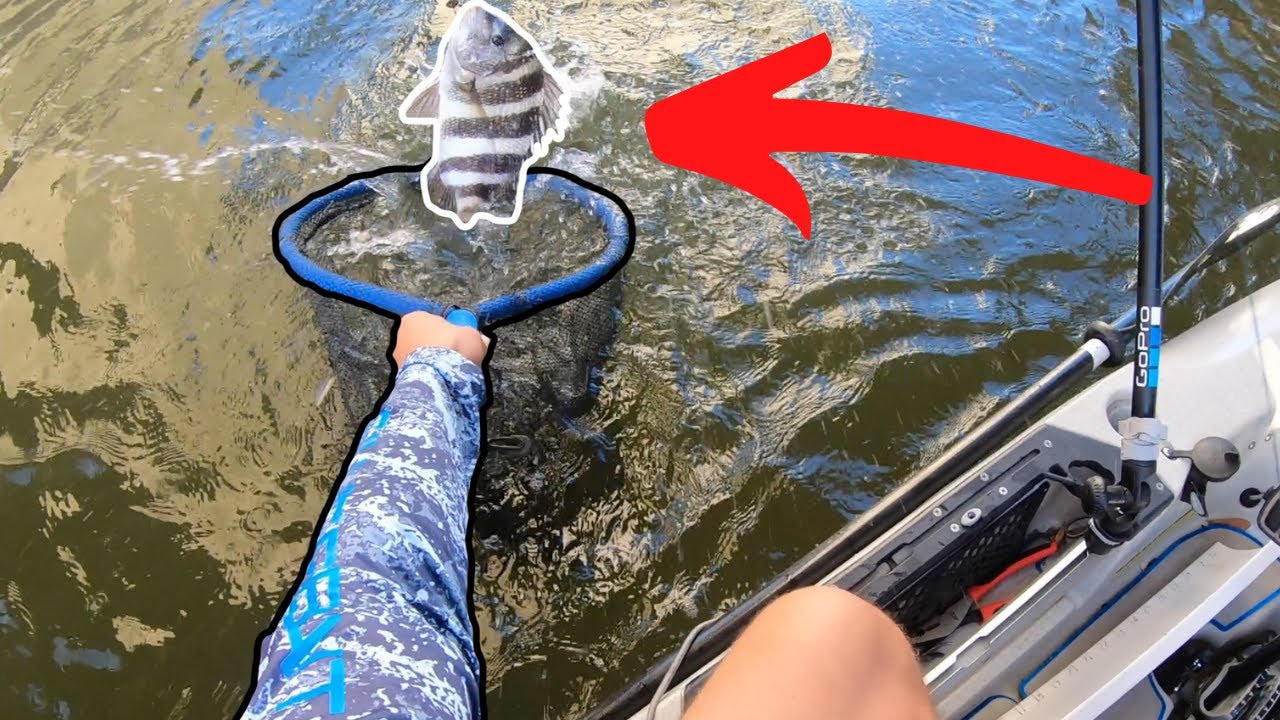 Kayak Fishing for Sheepshead Gulf Shores, AL YouTube