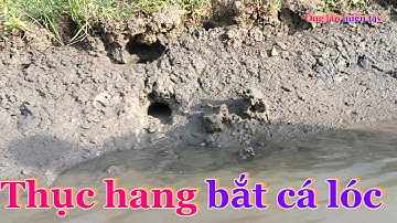 Bắt cá cạn - thục hang bắt cá cánh đồng lúa chín trúng mánh