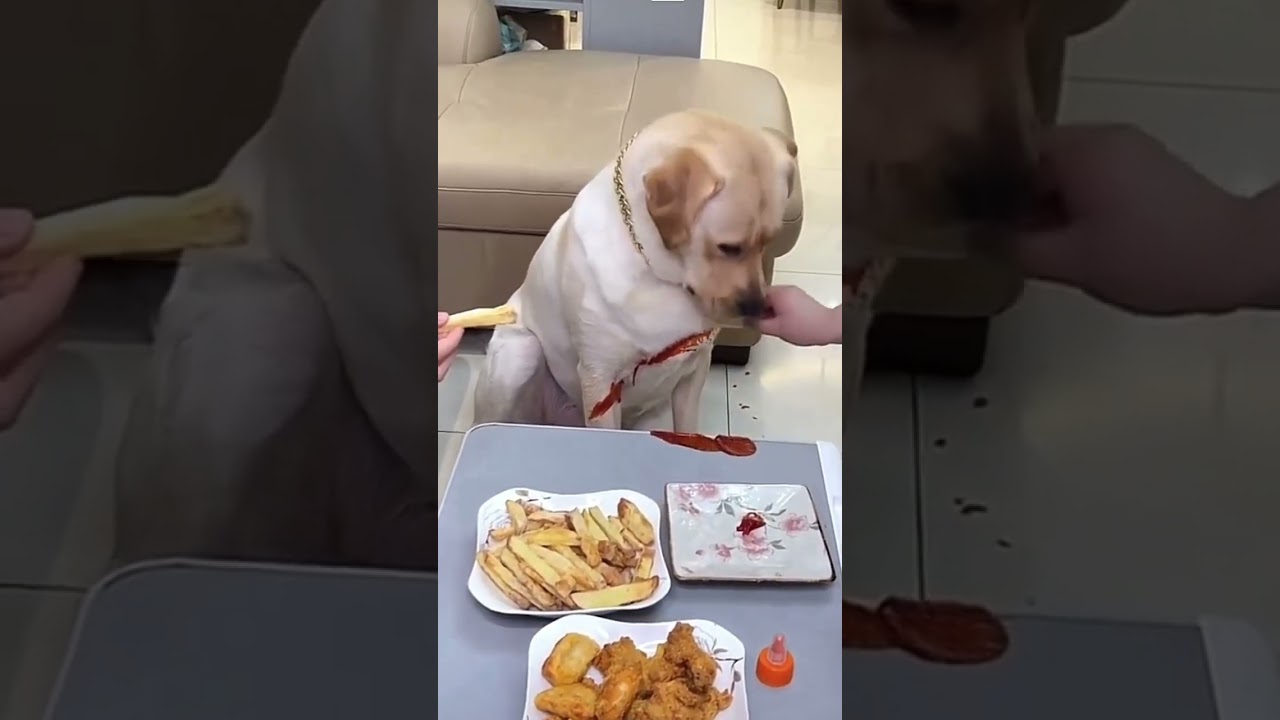Dog with Ketchup funny