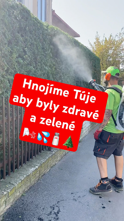 Hnojeni Tuji