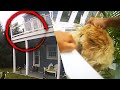 Police Officer Makes Daring Rescue to Save Cockapoo