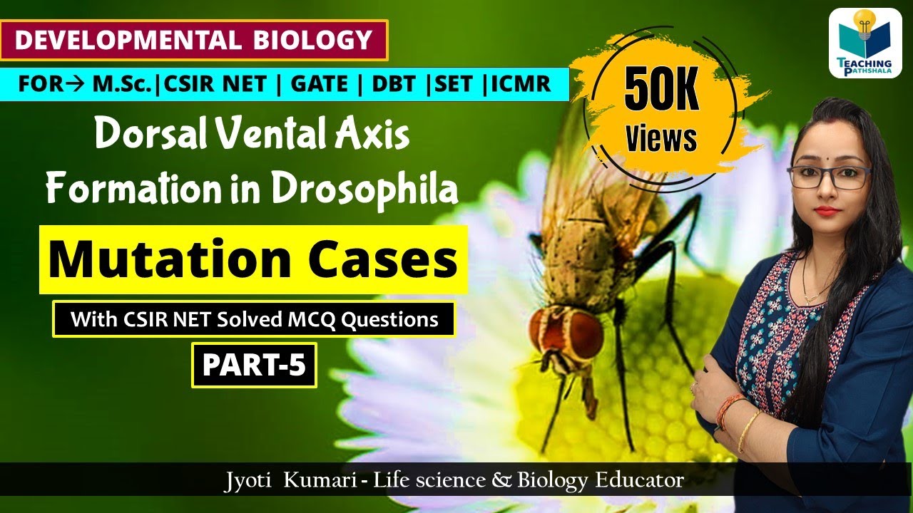 DORSAL VENTRAL AXIS FORMATION IN DROSOPHILA(PART-5) MUTATION CASES ...