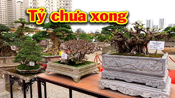 Dàn cây bê tay đẳng cấp nhất triển lãm, cây Tiền Tỷ, sanh nam điền, si, mai chiếu thủy, tùng