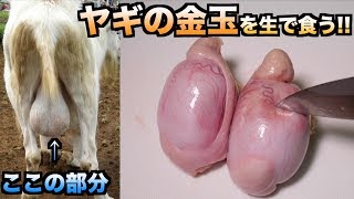 閲覧注意！！ヤギの金玉を生で食べたら口の中で